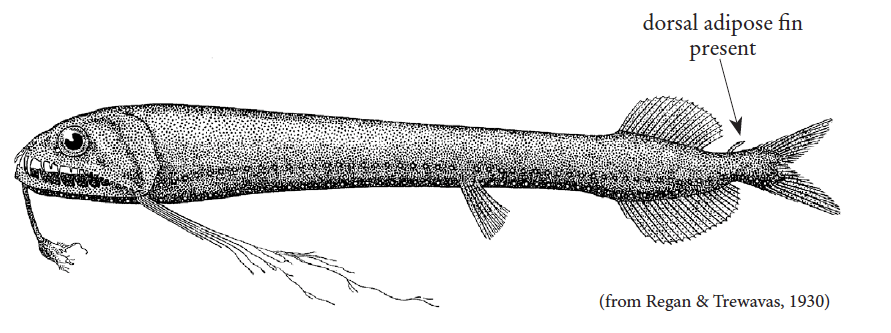 Chirostomias pliopterus, Adipose Dragonfish. Source: FAO 2020.