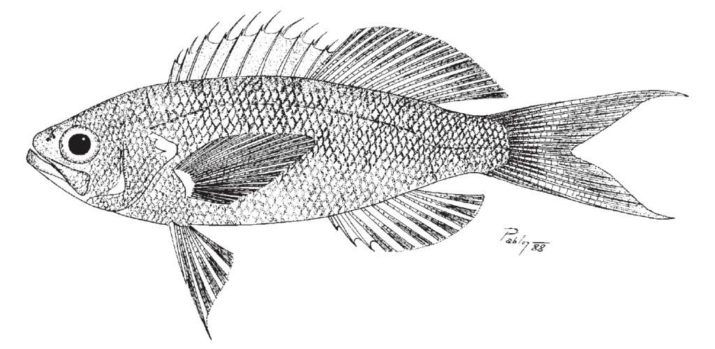 Choranthias tenuis, Threadnose Bass. Source: FAO 2002.