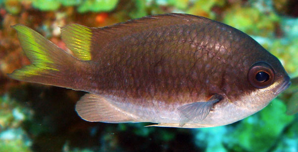 Chromis insolata, Sunshinefish. Souce: Fishbase (https://fishbase.se/summary/Chromis-insolata).