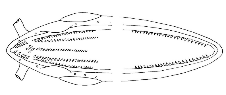 Ophichthus brevirostris, Snubnose Snake Eel, dentition, Holotype CAS 224335. Source: McCosker & Ross 2007.