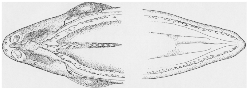 Ophichthus menezesi, Blotched Snake Eel, Holotype MZUSP 12166, dentition. Source: McCosker & Böhlke 1984.