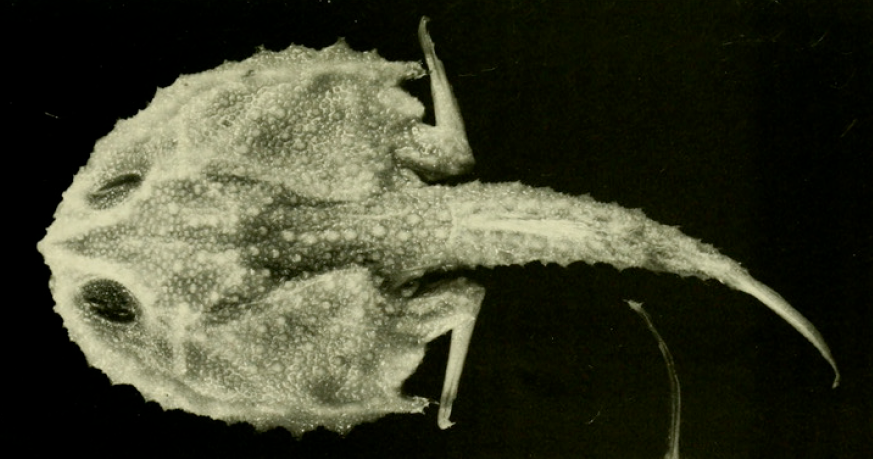 Dibranchus atlanticus, Atlantic Batfish. Source: Bradbury 1999.