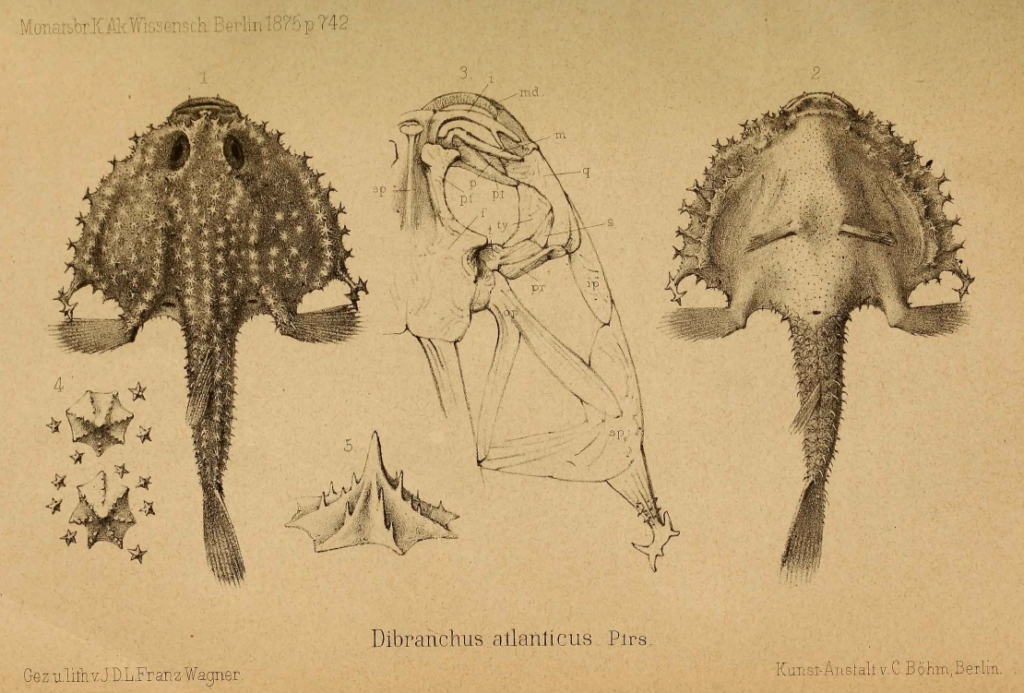 Dibranchus atlanticus, Atlantic Batfish. Source: Peters 1876.