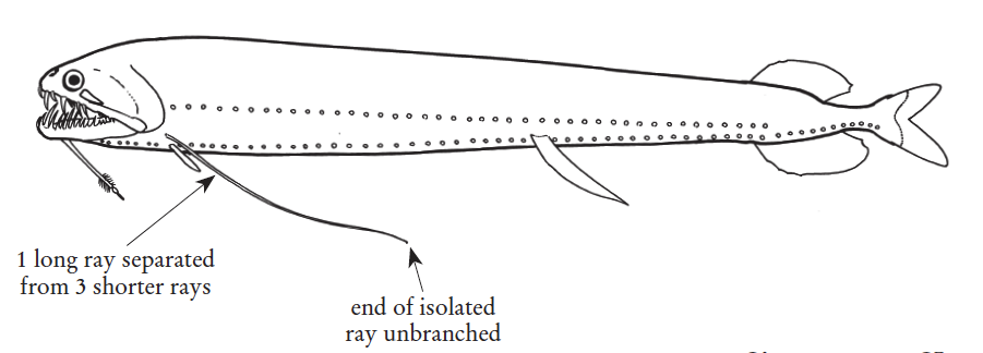 Echiostoma barbatum, Threadfin Dragonfish. Source: FAO 2020.