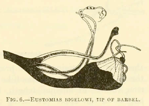 Eustomias bigelowi, Swollenbulb Dragonfish, barbel. Source: Welsh 1923.