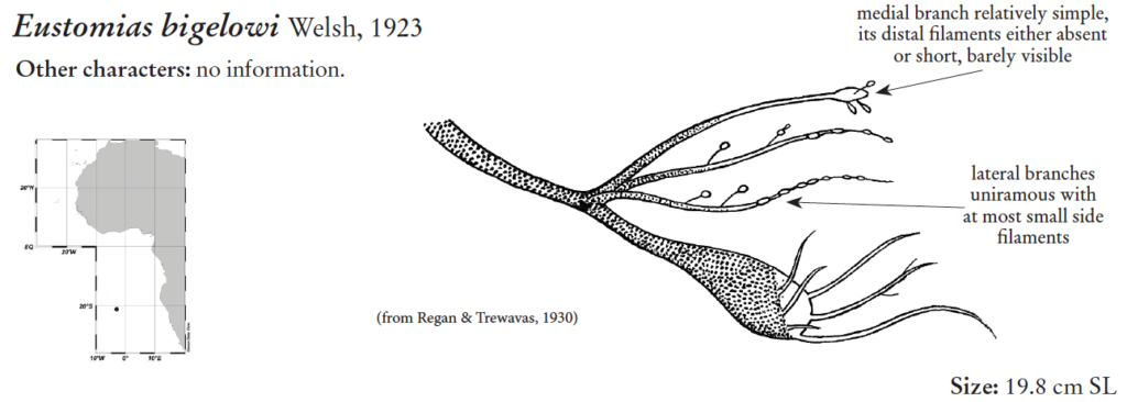 Eustomias bigelowi, Swollenbulb Dragonfish, barbel. Source: FAO 2020.