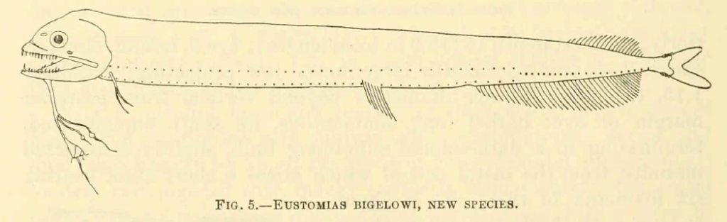 Eustomias bigelowi, Swollenbulb Dragonfish. Source: Welsh 1923.