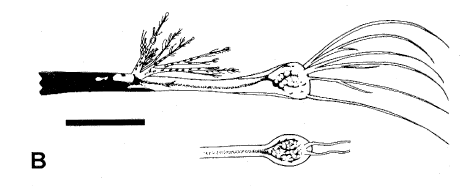 Eustomias borealis, Sidefilament Dragonfish, barbel. Source: Clarke 2000.