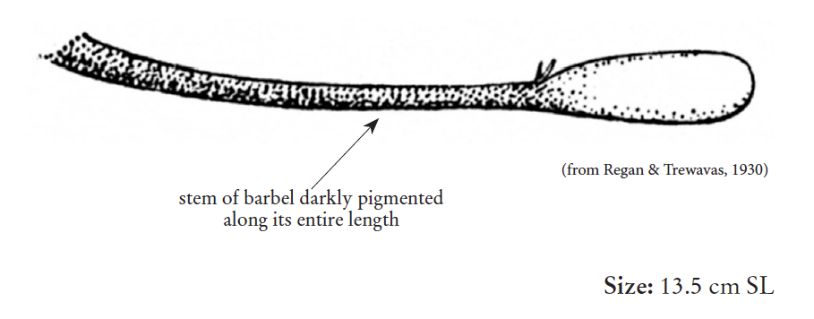 Eustomias braueri, Muliray Dragonfish, barbel. Source: FAO 2020.