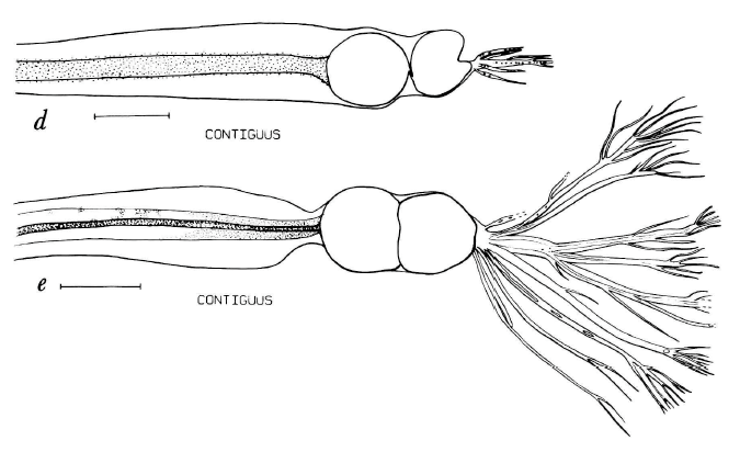 Eustomias contiguus, Nearbulb Dragonfish, barbel. Source: Gomon & Gibbs 1985.
