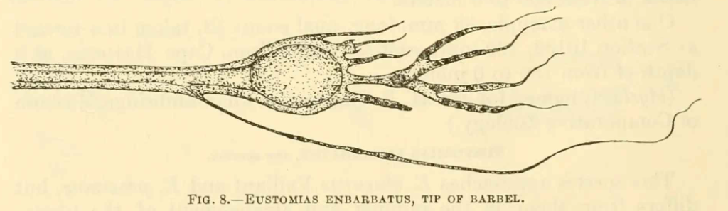 Eustomias enbarbatus, Simplebranch Dragonfish, barbel. Source: Welsh 1923.