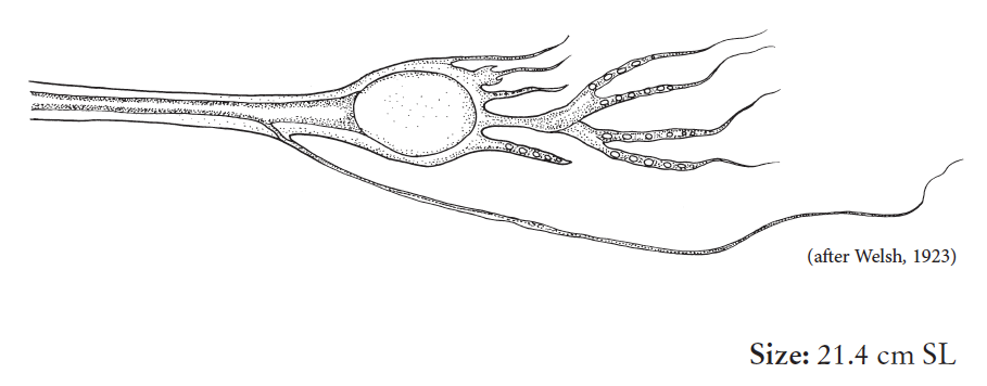 Eustomias enbarbatus, Simplebranch Dragonfish, barbel. Source: FAO 2020.