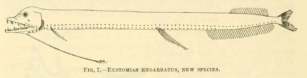 Eustomias enbarbatus, Simplebranch Dragonfish. Source: Welsh 1923.