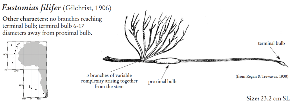 Eustomias filifer, Ovallight Dragonfish, barbel. Source: FAO 2020.