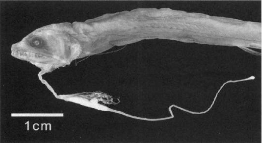 Eustomias filifer, Ovallight Dragonfish. Source: Sutton & Hartel 2004.
