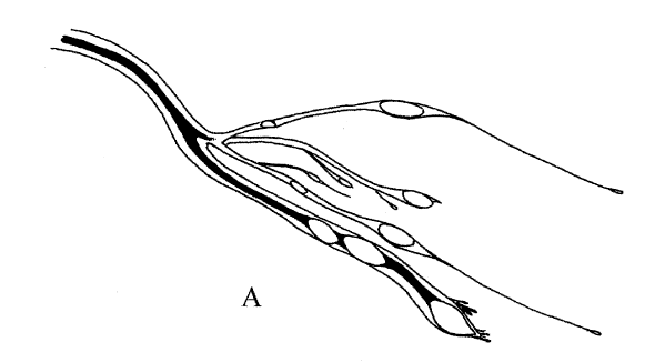 Eustomias jimcraddocki, Tearbulb Dragonfish, barbel. Source: Sutton & Hartel 2004.