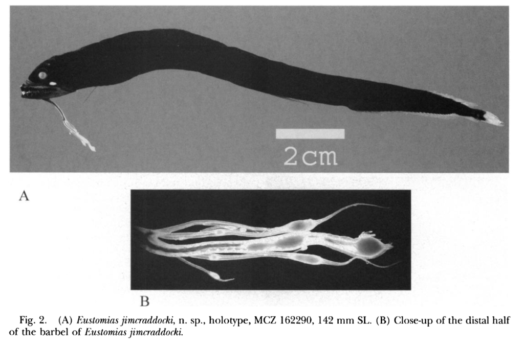 Eustomias jimcraddocki, Tearbulb Dragonfish. Source: Sutton & Hartel 2004.