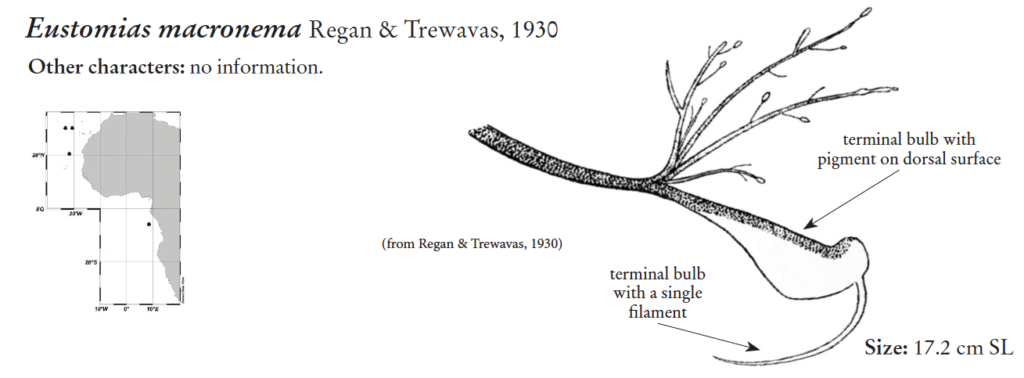 Eustomias macronema, Bigbarb Dragonfish. Source: FAO 2020.