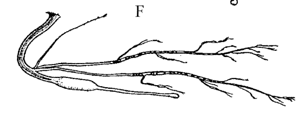Eustomias monodactylus, North Atlantic Dragonfish, barbel. Source: Sutton & Hartel 2004.