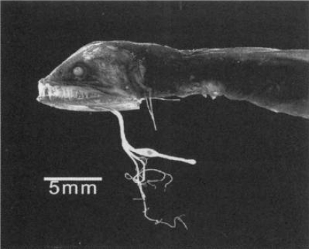 Eustomias monodactylus, North Atlantic Dragonfish. Source: Sutton & Hartel 2004.