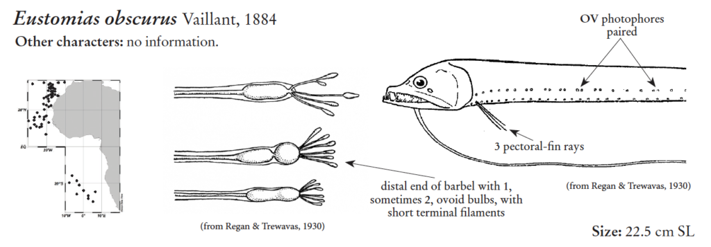 Eustomias obscurus, Pairedlight Dragonfish. Source: FAO 2020.