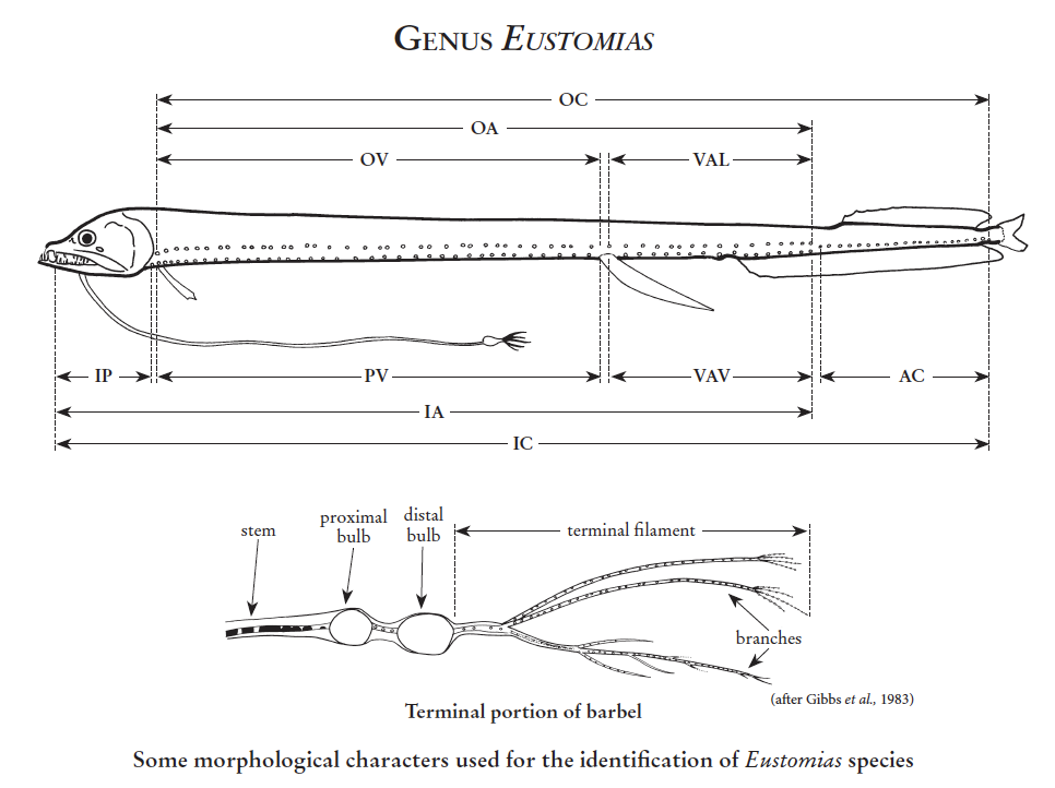Eustomias spp, Dragonfish. Source: FAO 2020.