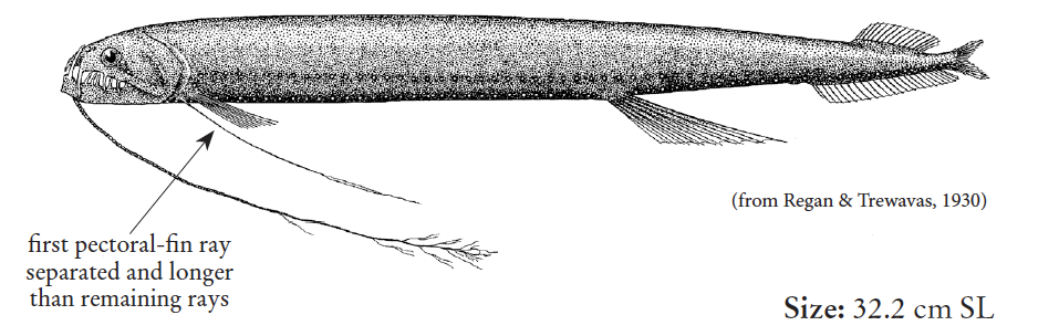 Flagellostomias boureei, Threadbeard Dragonfish. Source: FAO 2020.