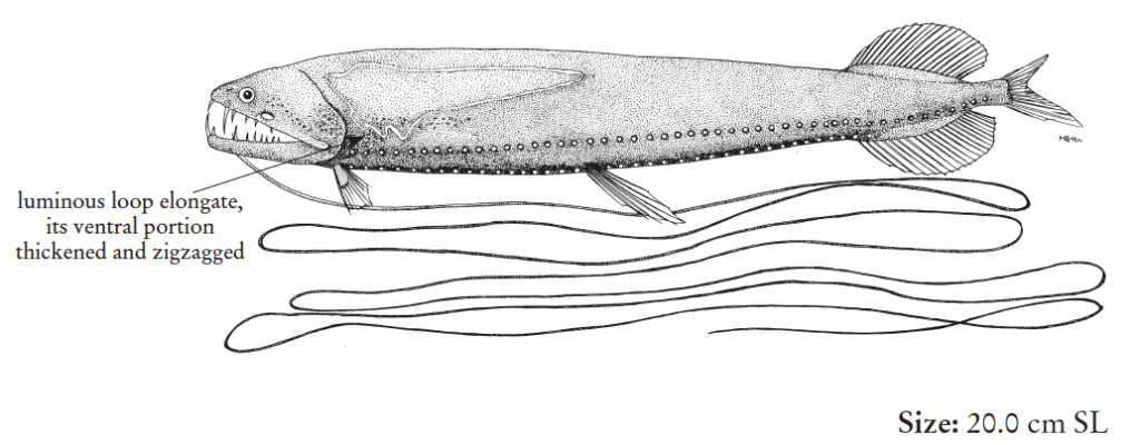 Grammatostomias flagellibarba, Zigzag Dragonfish. Source: FAO 2020.