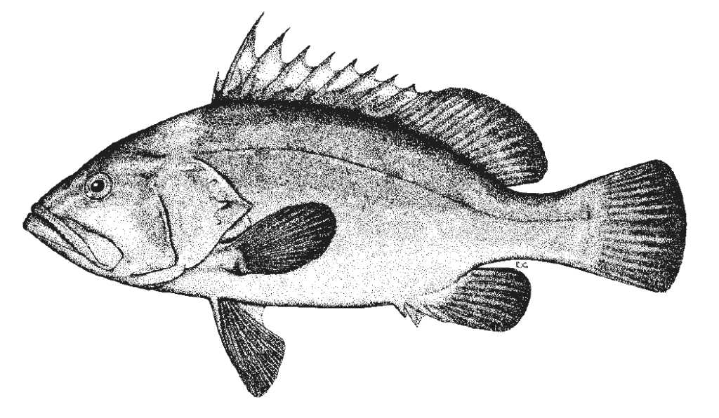 Hyporthodus nigritus, Warsaw Grouper. Source: FAO 2002.