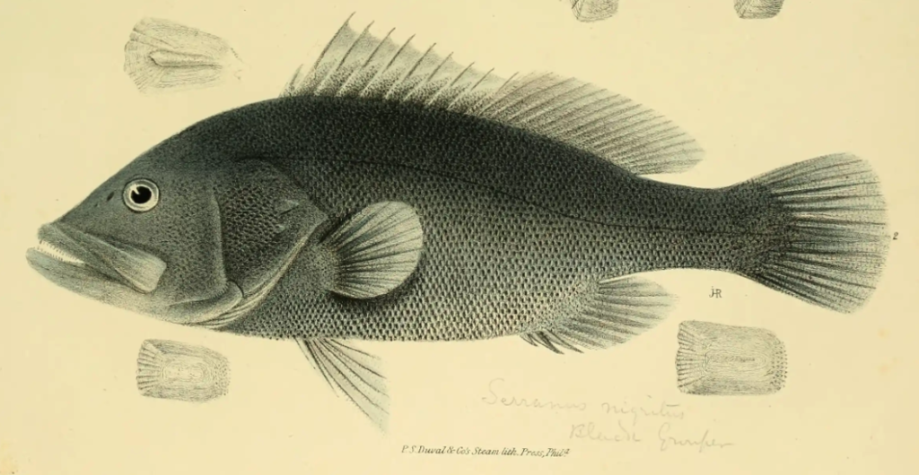 Hyporthodus nigritus, Warsaw Grouper. Source: Holbrook 1855..