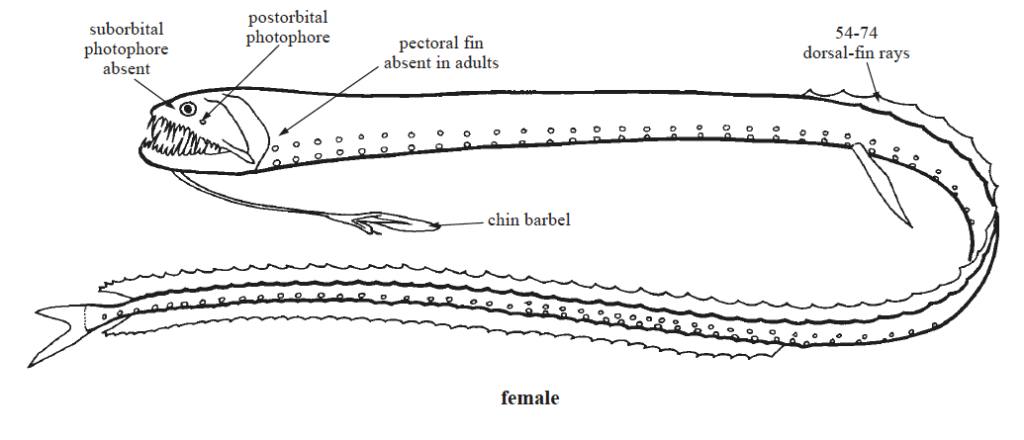 Idiacanthidae, Black Dragonfishes. Source: FAO 2002.