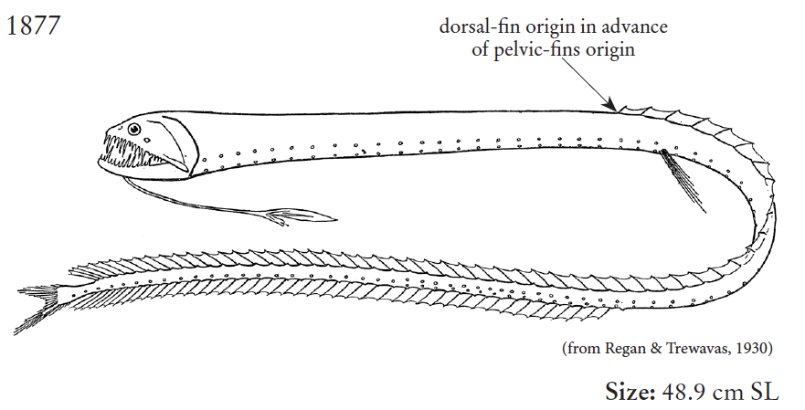 Idiacanthus fasciola, Ribbon Sawtail. Source: FAO 2020.