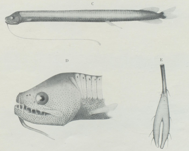 Leptostomias bilobatus, Splitbulb Dragonfish. Source: Koefoed 1956.