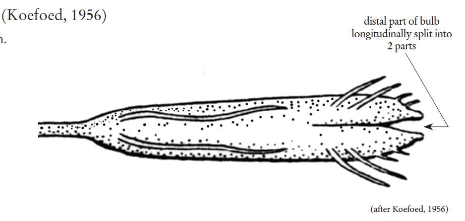 Leptostomias bilobatus, Splitbulb Dragonfish, barbel. Source: FAO 2020.