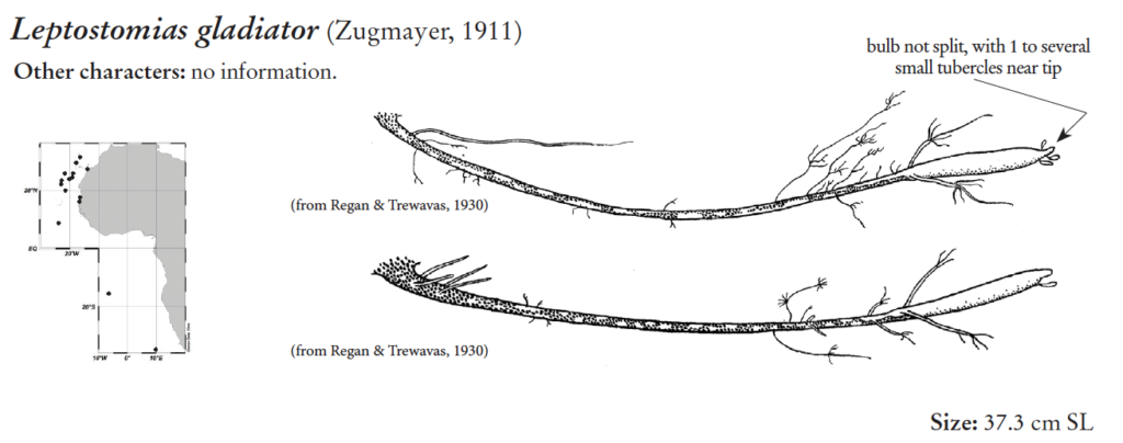 Leptostomias gladiator, Seriallight Dragonfish, barbel Source: FAO 2020.