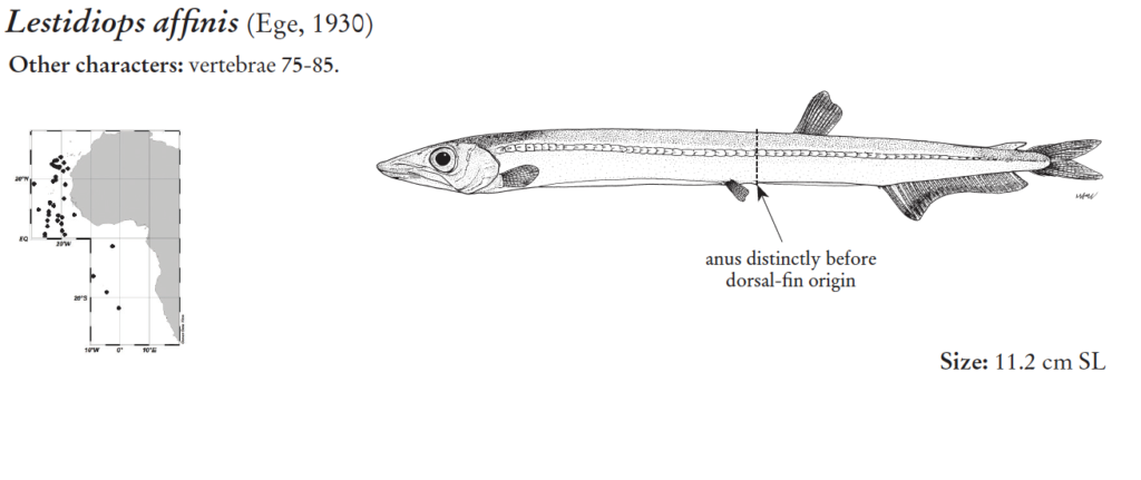 Lestidiops affinis, Thief. Source: FAO 2020.