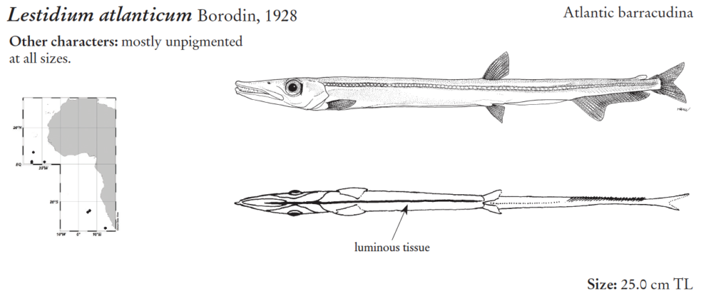 Lestidium atlanticum, Pale Barracudina. Source: FAO 2020.