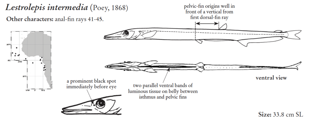 Lestrolepis intermedia, Blackspot Barracudina. Source: FAO 2020.