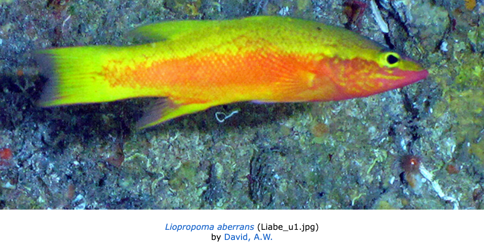 Liopropoma aberrans, Eyestripe Bass. Source: Fishbase (https://www.fishbase.se/summary/Liopropoma-aberrans).