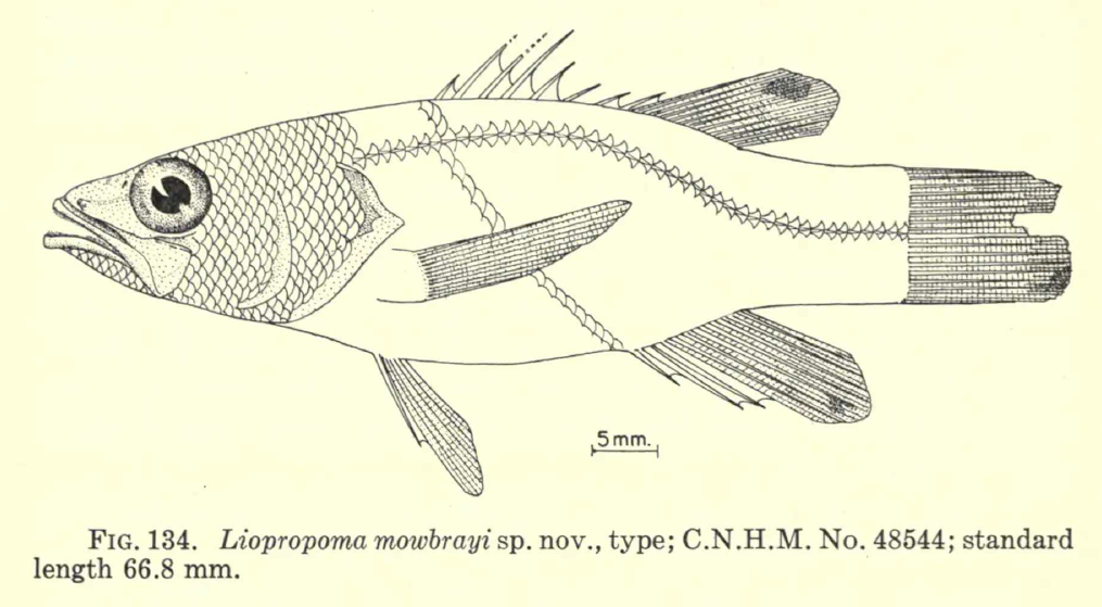 Liopropoma mowbrayi, Cave Basslet. Source: Woods & Kanazawa 1951.