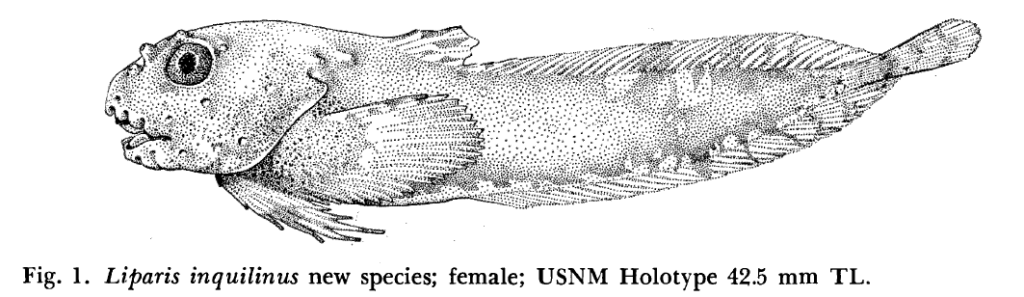 Liparis inquilinis, Inquiline Snailfish. Source: Able 1973.