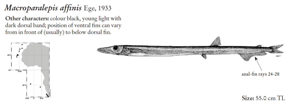 Macroparalepis affinis, Ridgescale Barracudina. Source: FAO 2020.