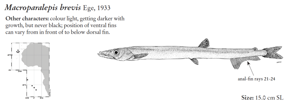 Macroparalepis brevis, Shortfin Barracudina. Source: FAO 2020.