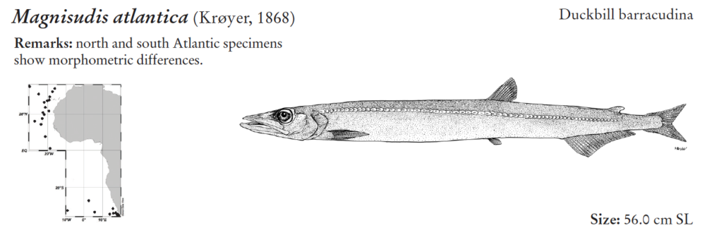 Magnisudis atlantica, Duckbill Barracudina. Source: FAO 2020.