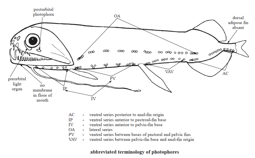 Malacosteidae, Loosejaws. Source: FAO 2002.