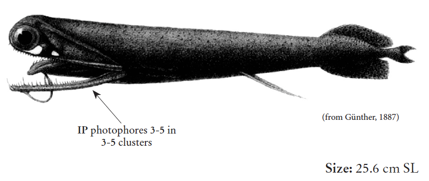 Malacosteus niger, Stoplight Loosejaw. Source: FAO 2020.