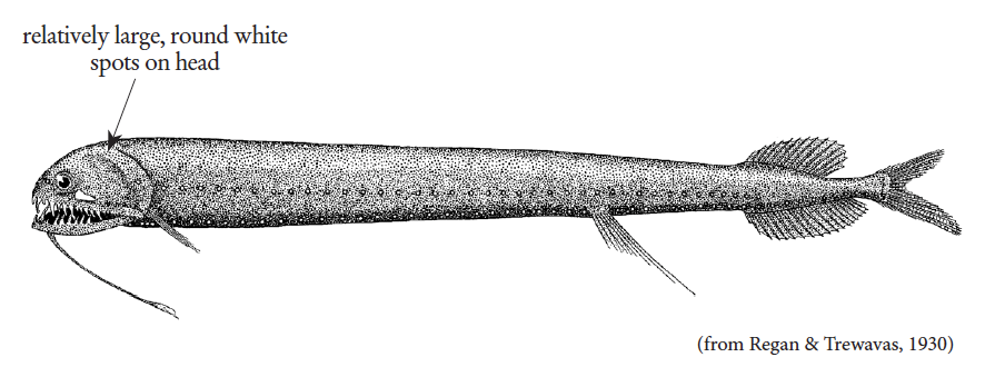Melanostomias bartonbeani, Pointedbeard Dragonfish. Source: FAO 2020.