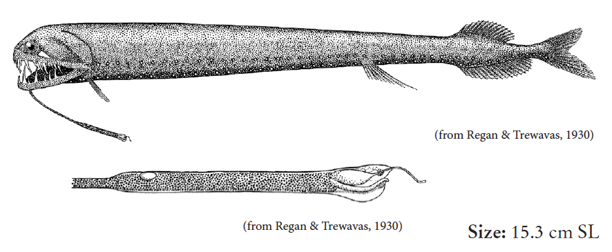 Melanostomias melanopogon, Longclub Dragonfish. Source: FAO 2020.