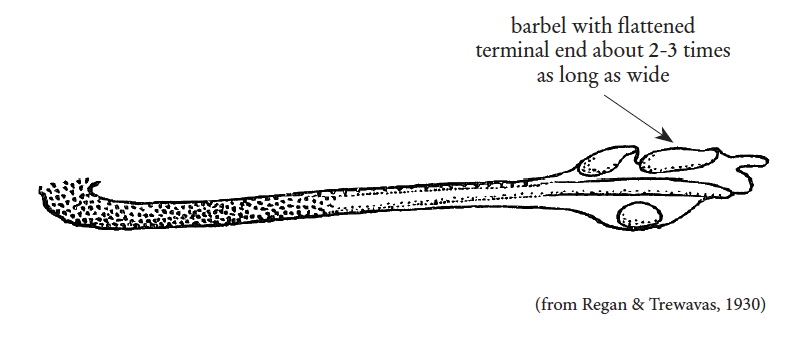 Melanostomias valdiviae, Bluebird Dragonfish, barbel. Source: FAO 2020.