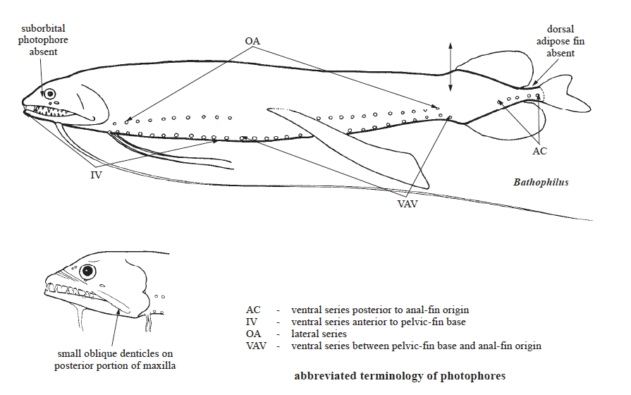 Melanostomiidae, Scaleless Dragonfishes. Source: FAO 2002.